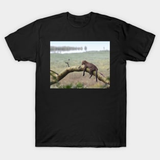 Leopard in the Rain, Lake Nakuru, Kenya T-Shirt